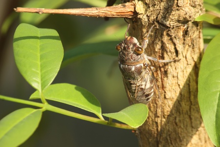 cicada , be an insect that make a noise to cry 