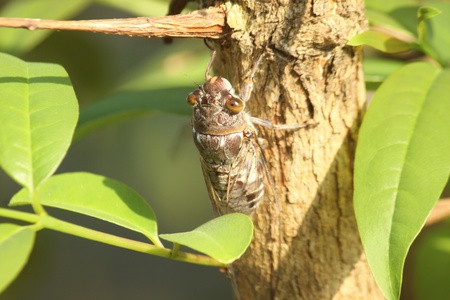 cicada , be an insect that make a noise to cryの写真素材