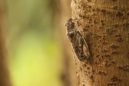 cicada , be an insect that make a noise to cry