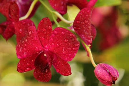 Thai  orchid Fresh flowers in pretty colors, it is refreshing  Shooting near a natural background の写真素材