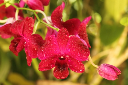Thai  orchid Fresh flowers in pretty colors, it is refreshing  Shooting near a natural background の写真素材