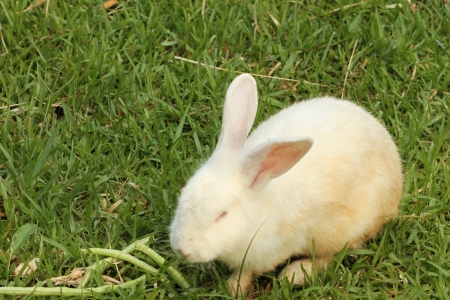 cute black  and  white rabbit isolated on nature  backgroundの写真素材
