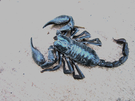 black scorpion in northeast of thailand over white backgrounds