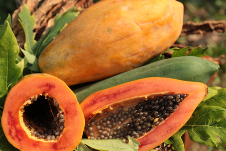 Papaya fruit popular in Thailand. Cooking can be many things such as a side dish or dessert. Fresh tropical papaya fruit isolated on a nature backgrounds.の写真素材
