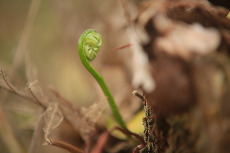 Leaves of ferns in the woods of Northeast Thailand.の写真素材