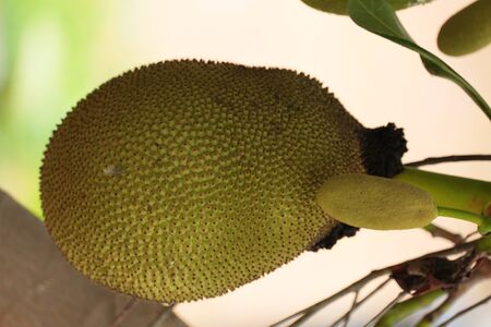 Jackfruit on the tree with green leaves blurry background