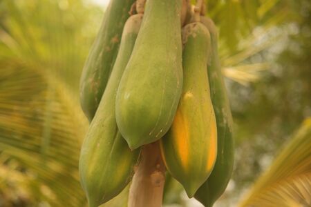 Thailand papaya fruit and vegetable
