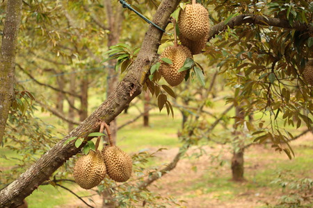 Durian fruit Thailand  durian./Fresh durian on durian treeの写真素材