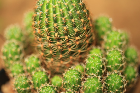 Green Cactus planted on pots in Thailand.の写真素材
