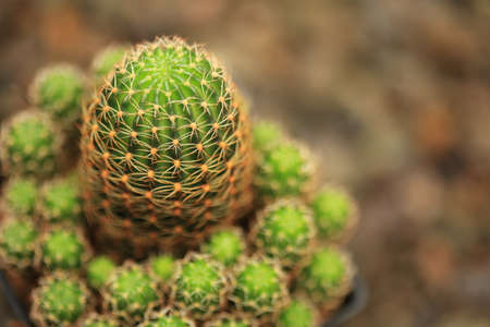 Green Cactus planted on pots in Thailand.の写真素材