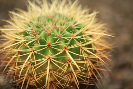 Green Cactus planted on pots in Thailand.の写真素材