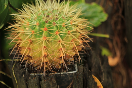 Green Cactus planted on pots in Thailand.の写真素材