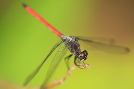 A dragonfly is an insect belonging to the suborder Anisopteraの写真素材