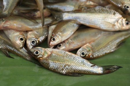 Fish : freshwater fish in Thailandの写真素材