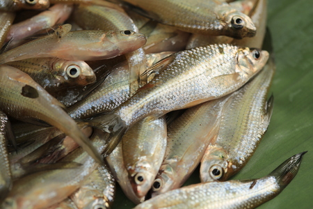 Fish : freshwater fish in Thailandの写真素材