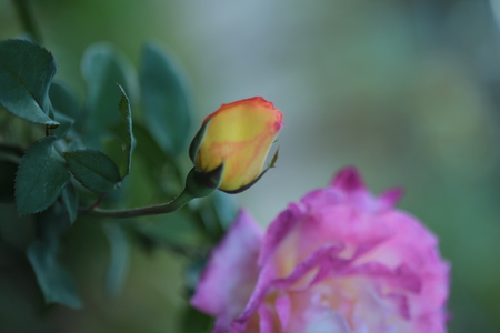Single  yellow rose  on tree.の写真素材