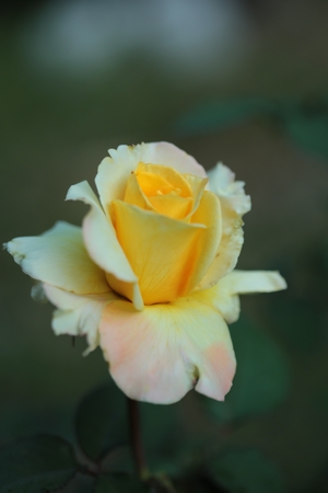 Single  yellow rose  on tree.の写真素材