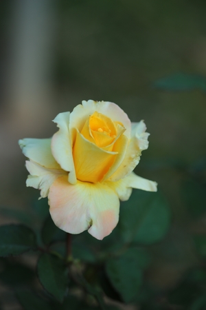 Single  yellow rose  on tree.の写真素材