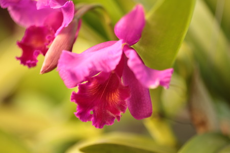 Large flowers burgundy orchid varieties on a branch with CATTLEYA orihidey garden. Thailandの写真素材
