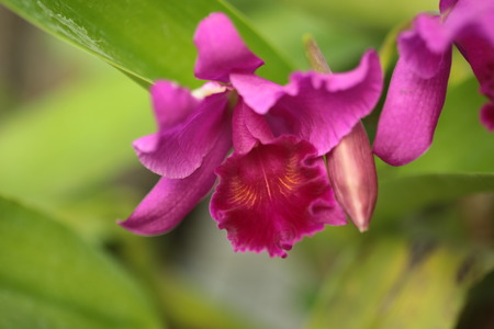 Large flowers burgundy orchid varieties on a branch with CATTLEYA orihidey garden. Thailandの写真素材