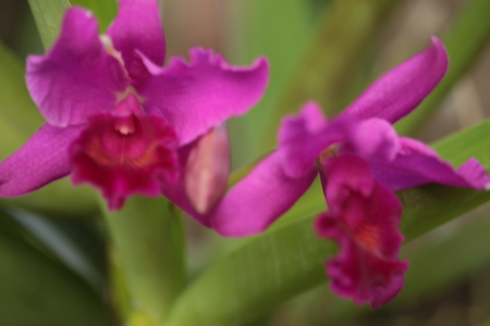Large flowers burgundy orchid varieties on a branch with CATTLEYA orihidey garden. Thailandの写真素材