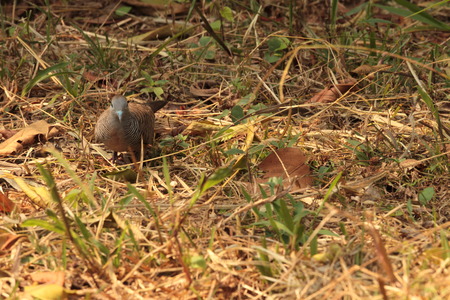 A zebra dove (Geopelia striata) foraging for food on the ground,の写真素材
