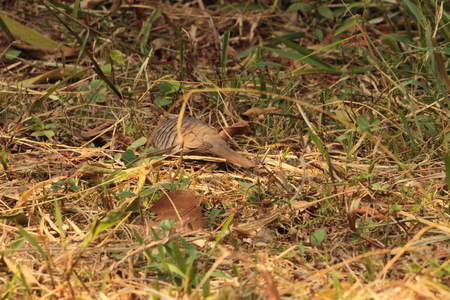 A zebra dove (Geopelia striata) foraging for food on the ground,の写真素材