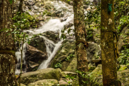 Beautiful small waterfall in rain forest at Maekampong, Chiang Mai, Thailand.の写真素材