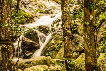 Beautiful small waterfall in rain forest at Maekampong, Chiang Mai, Thailand.の写真素材
