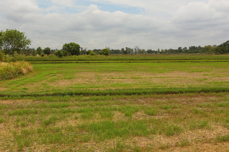 Rice field with cloudy sky background, Northeast Thailand.の写真素材