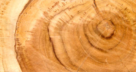 texture of tree stumpの写真素材