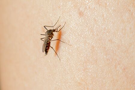 Close-up of a mosquito sucking bloodの写真素材