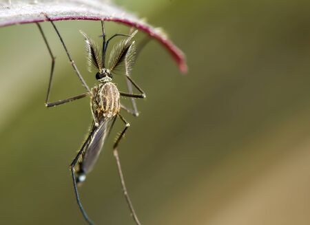 mosquitoの写真素材