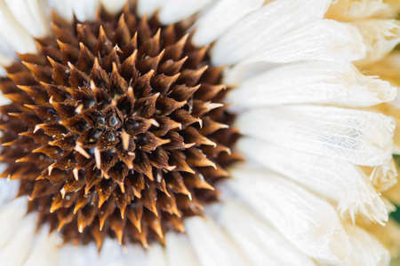 White Flowerの写真素材