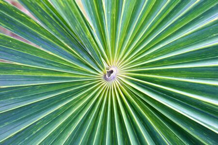 Background of palm leaves.の写真素材