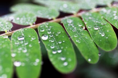 Water drops on the background leaves.の写真素材