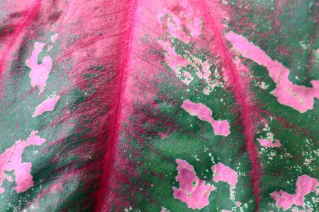 Caladium bicolor beautiful background.