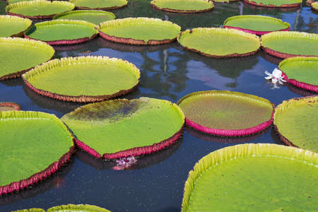 Victoria lotus leaf It is the largest lotus flower that floats on the water surface.の写真素材