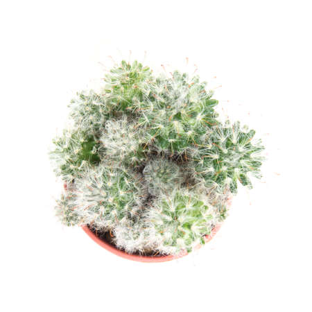 Top view Cactus isolated on white background.の写真素材