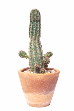 Cactus isolated on white background.の写真素材