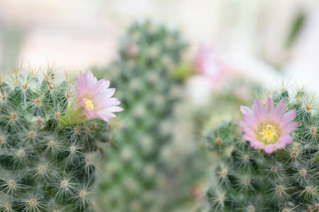 Cactus flowers in the garden.の写真素材