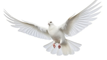 Beautiful Flying white dove isolated on a white background. AI generated imageの素材