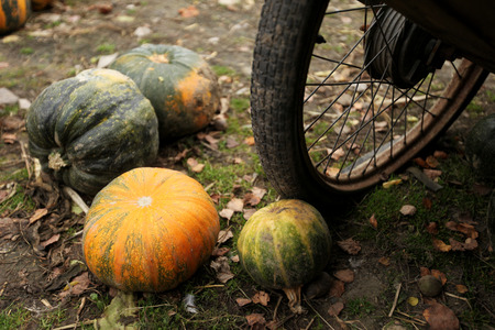 stack of ripe pumpkins in the farmの写真素材