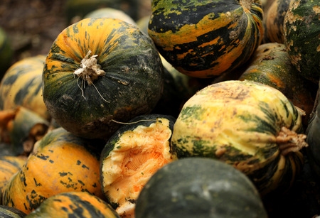 stack of ripe pumpkins in the farmの写真素材