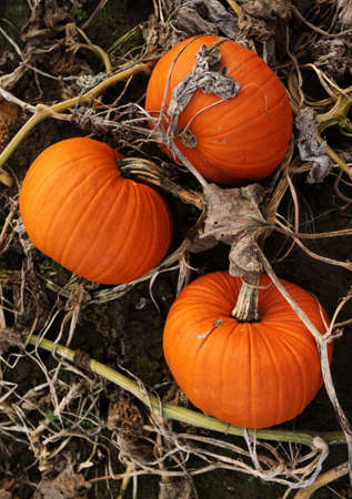 stack of ripe pumpkins in the farmの写真素材