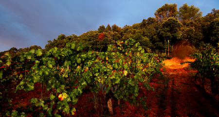 Sunset in Aniane , Languedoc-Roussillon region in southern France.の写真素材