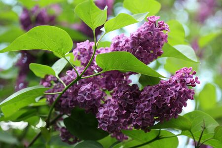 branch with spring lilac flowersの写真素材