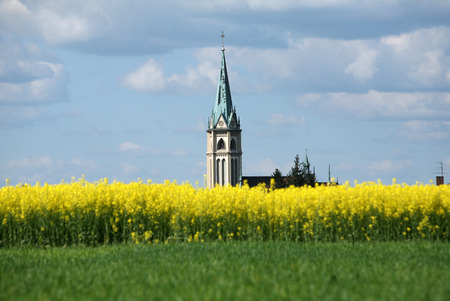 view of flowering field of rapeseed.Plant for green energy and oil industryの写真素材