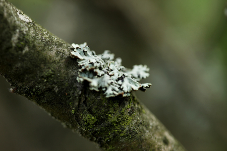 Lichen on a Branchのeditorial素材