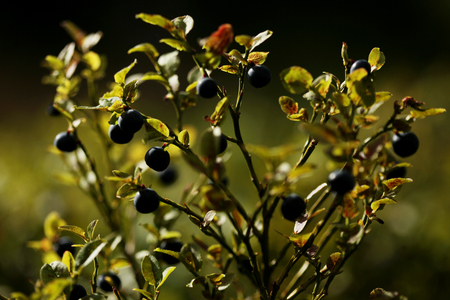 Bush of berry in the summer forestの写真素材